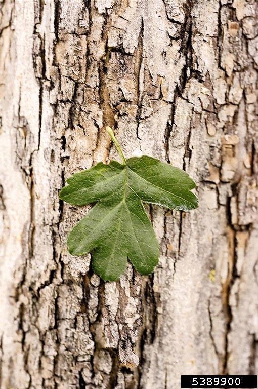 May contain: plant, tree, leaf, and tree trunk