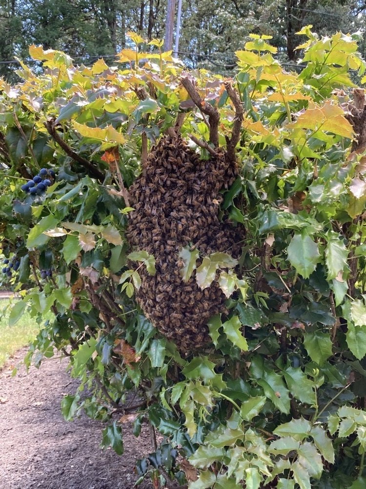 May contain: plant, vegetation, animal, bee, honey bee, insect, invertebrate, and wasp