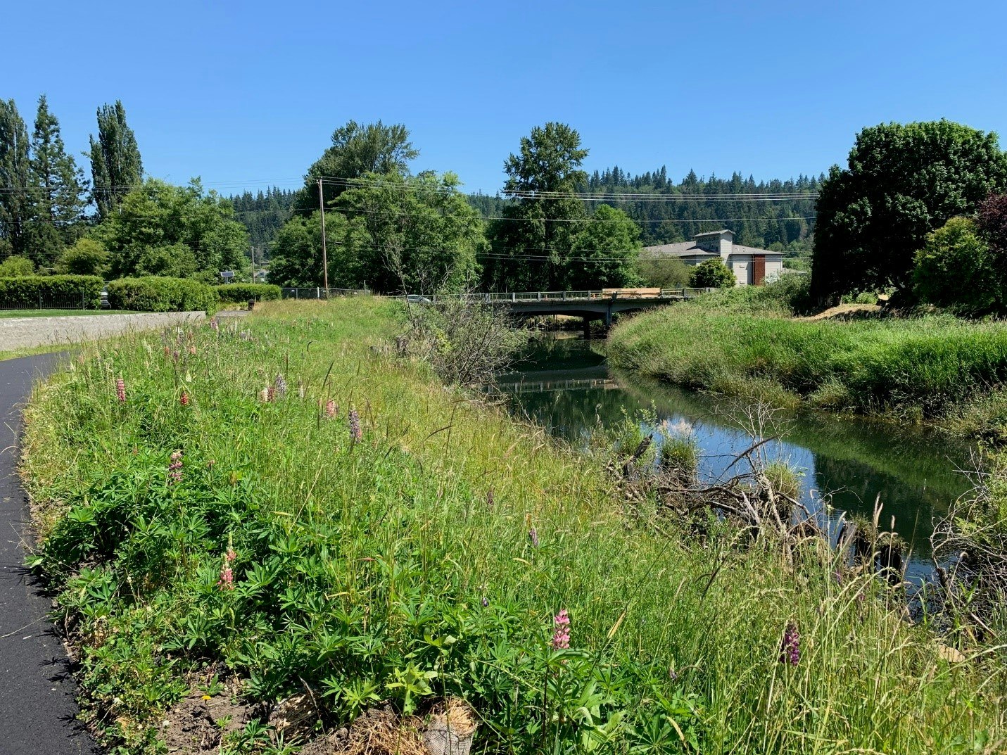 May contain: outdoors, grass, plant, nature, scenery, vegetation, fir, tree, canal, water, pond, and land