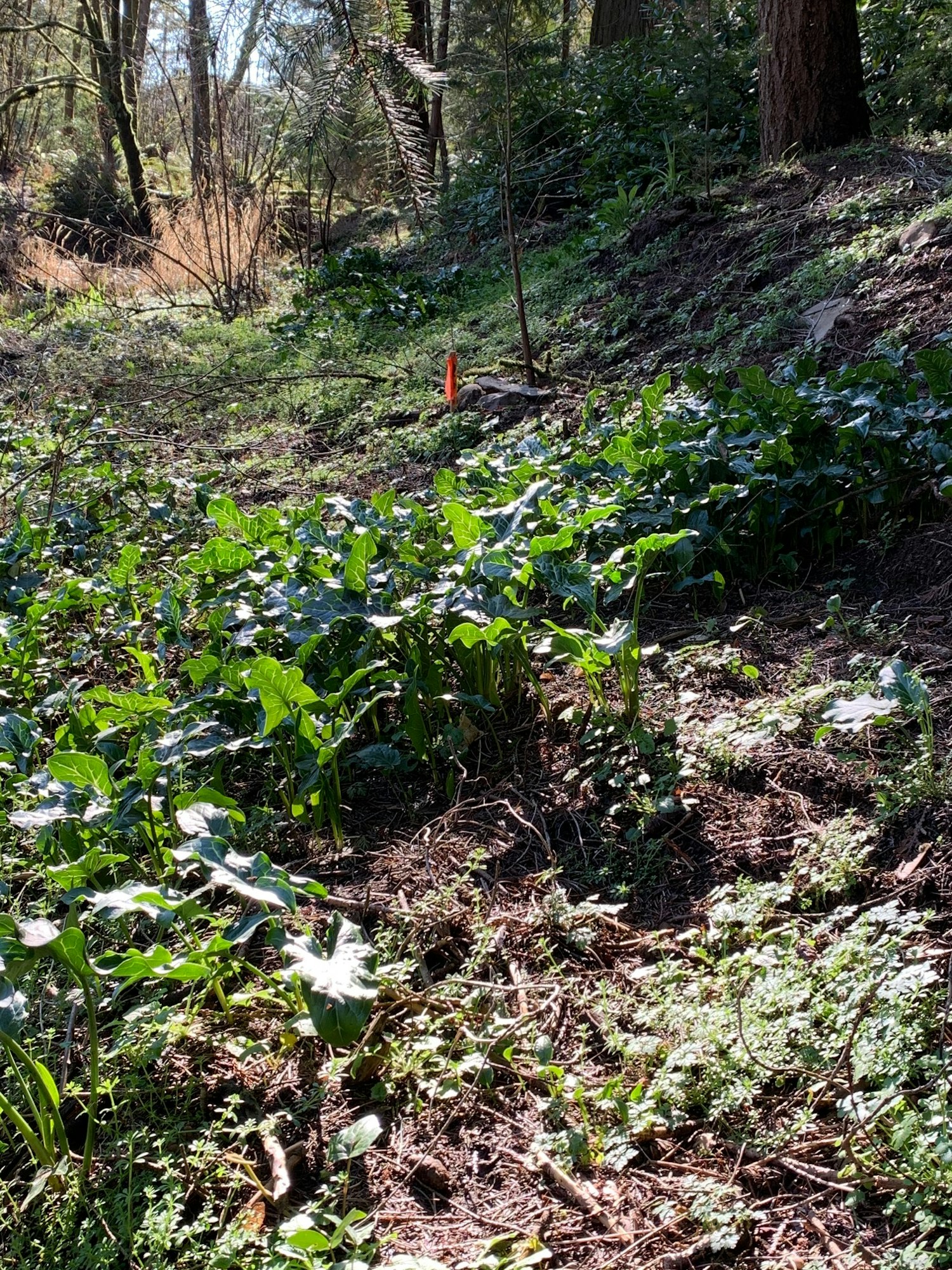 Sunlit path with green foliage and trees, red marker visible.