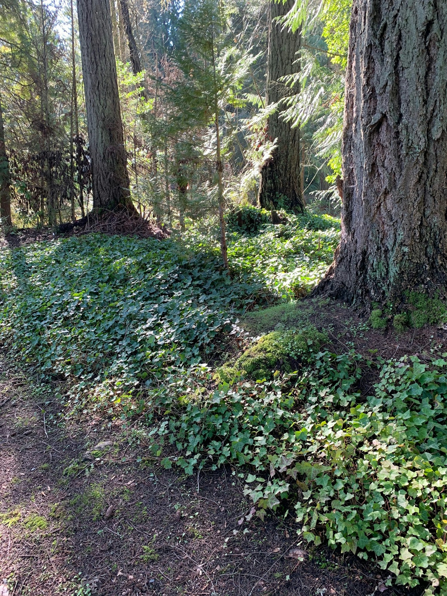 Forest scene with tall trees, green foliage, and dense ground ivy. Sunlight filtering through branches.