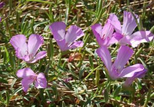 May contain: purple, flower, plant, petal, geranium, anther, and vegetation