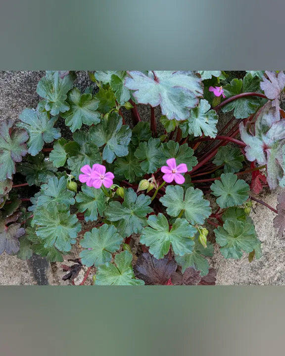 A cluster of green leaves with pink flowers, growing near a stone surface.