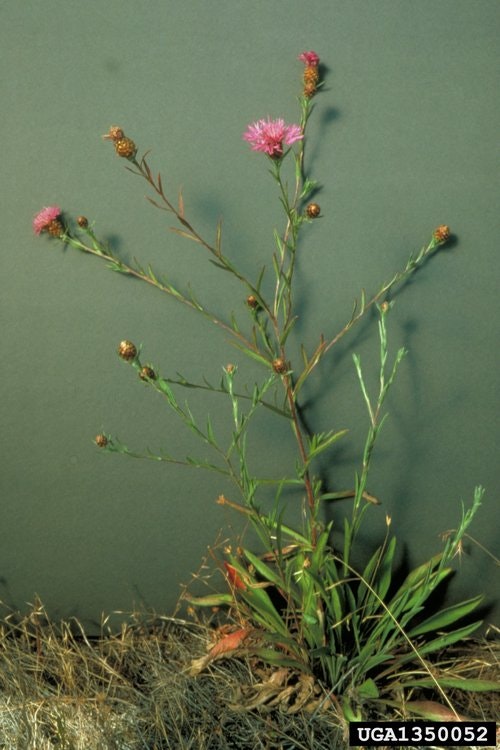 May contain: grass, plant, daisy, flower, bud, sprout, amaranthaceae, and vegetation
