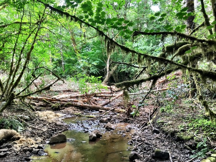 May contain: land, nature, outdoors, plant, rainforest, tree, vegetation, jungle, wilderness, water, woodland, creek, stream, moss, and path