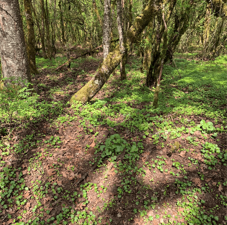 May contain: plant, vegetation, land, nature, outdoors, tree, woodland, ground, grove, jungle, path, and trail