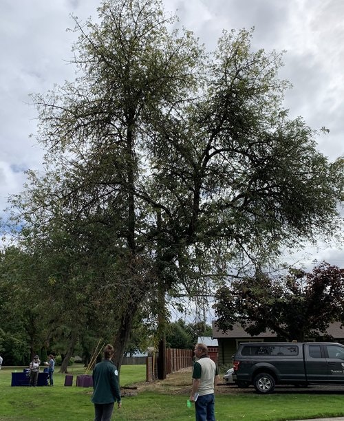 May contain: plant, tree, person, vegetation, car, transportation, vehicle, oak, and grass