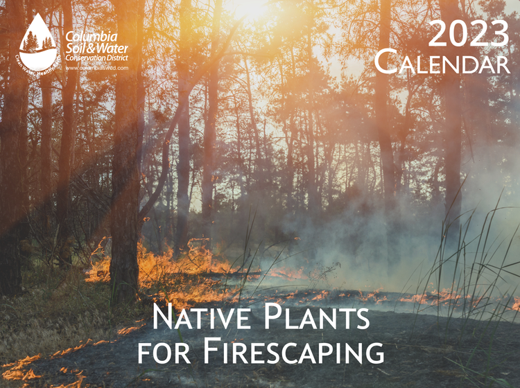May contain: plant, vegetation, land, nature, outdoors, tree, woodland, and sunlight