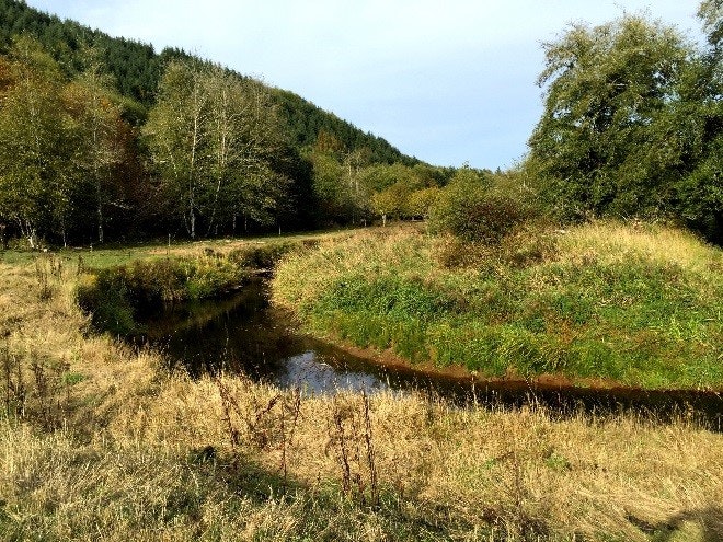 A winding stream with grassy banks, surrounded by trees in a serene natural setting.