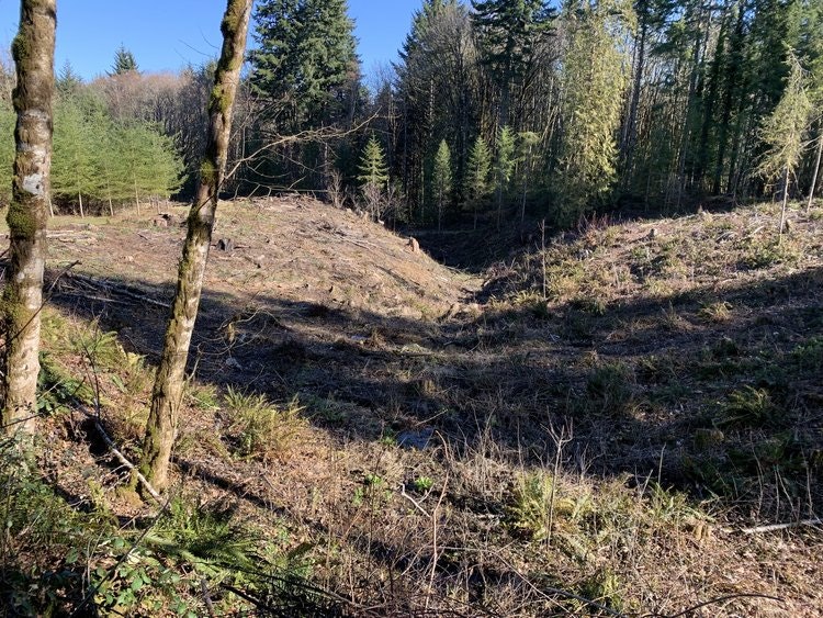 The image shows a cleared area in a forest, with some trees remaining and sunlight filtering through, creating contrasting shadows.