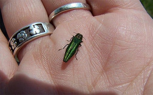 May contain: accessories, jewelry, ring, animal, insect, and invertebrate