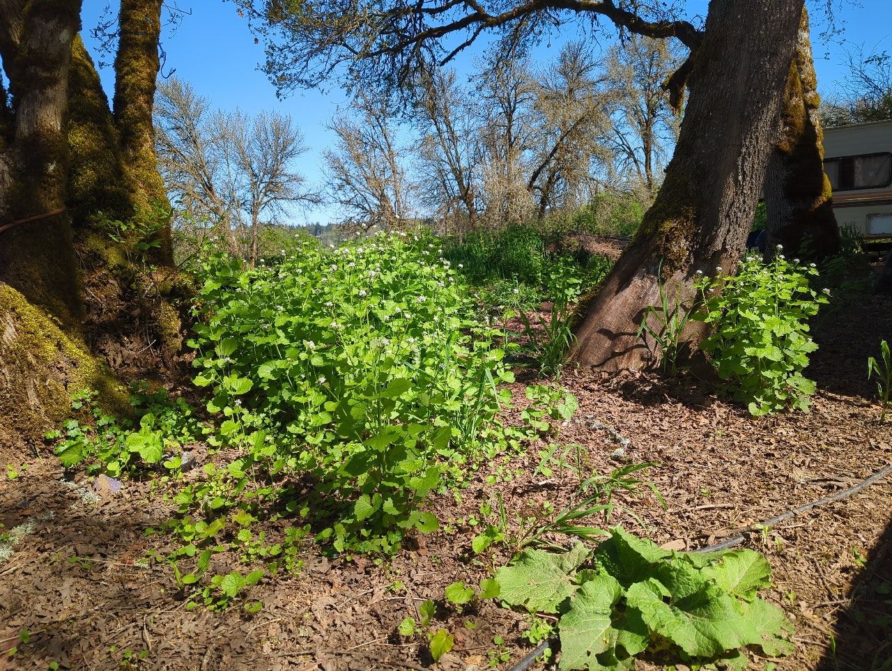 Patch of greenery with moss-covered trees under a clear blue sky.