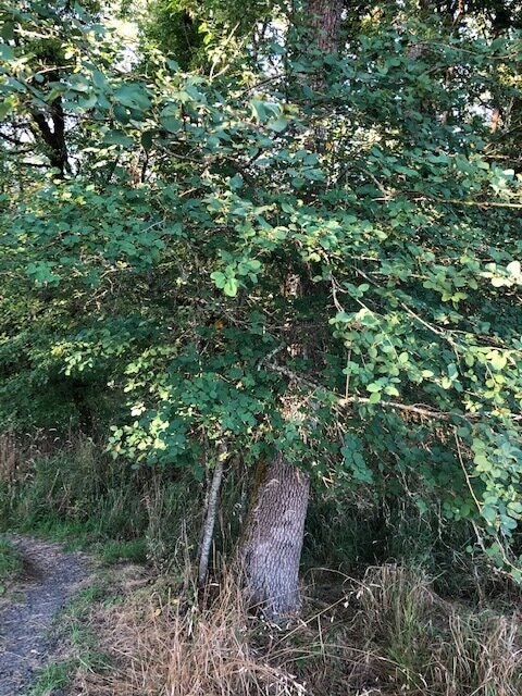 May contain: plant, vegetation, tree, land, nature, outdoors, woodland, oak, and sycamore