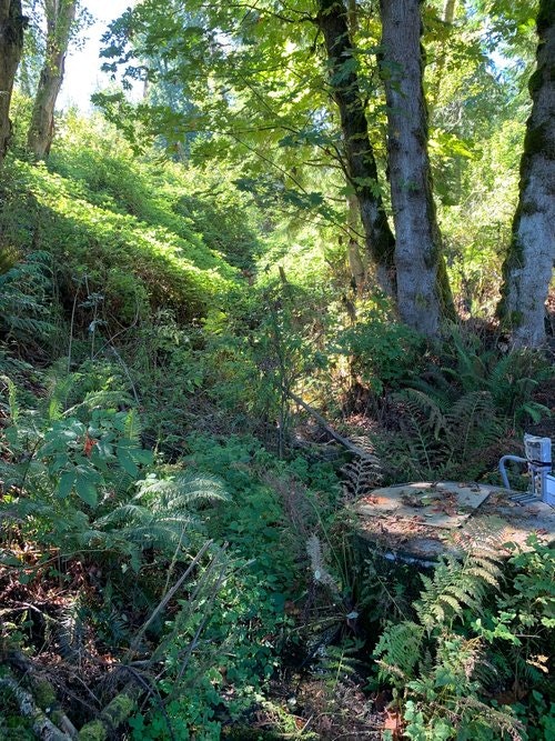 May contain: plant, vegetation, tree, land, nature, outdoors, woodland, rainforest, grove, wilderness, jungle, and fern