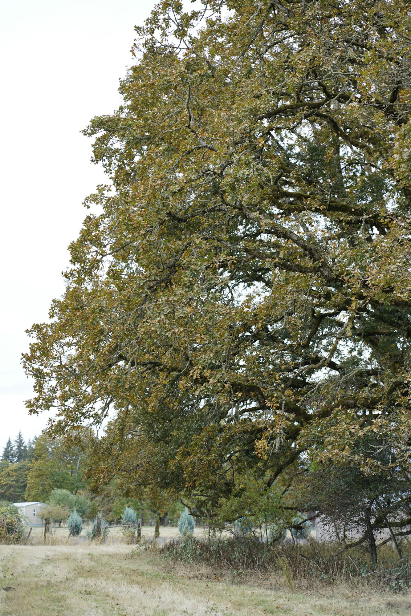 An upside-down image of a leafy tree next to a path with grass and bushes, under a bright sky.