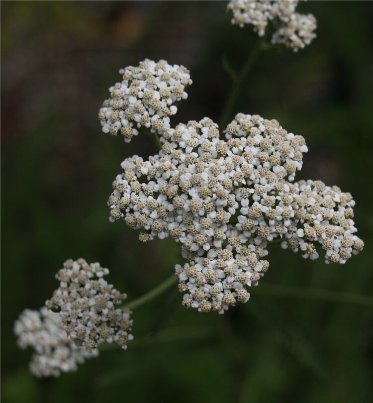 May contain: flower, plant, and apiaceae