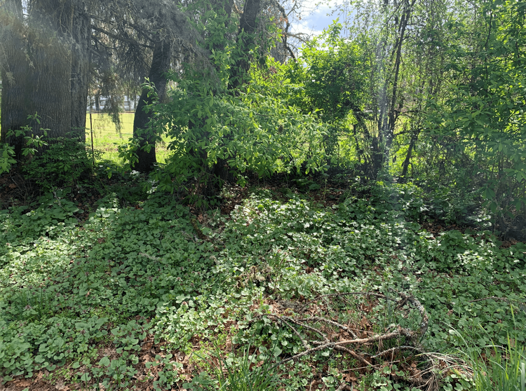 May contain: plant, vegetation, land, nature, outdoors, tree, woodland, grove, tree trunk, and jungle