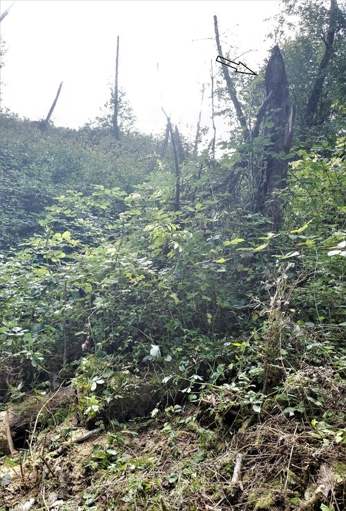 May contain: jungle, nature, outdoors, plant, vegetation, land, rainforest, tree, woodland, wilderness, and grove