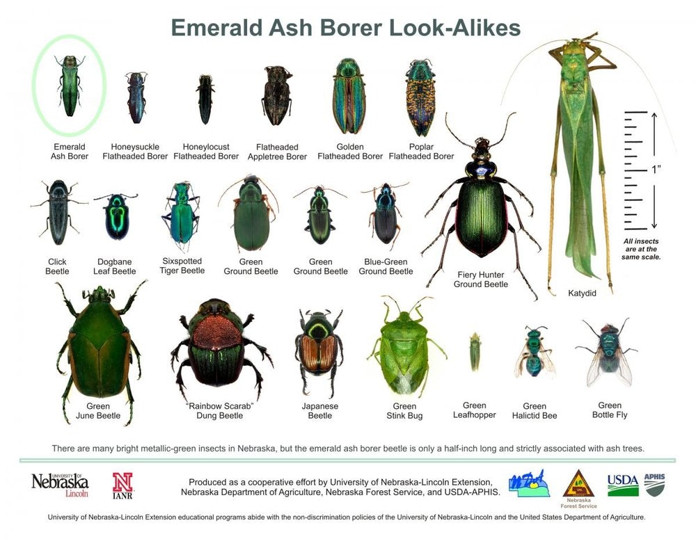 May contain: animal, insect, and invertebrate