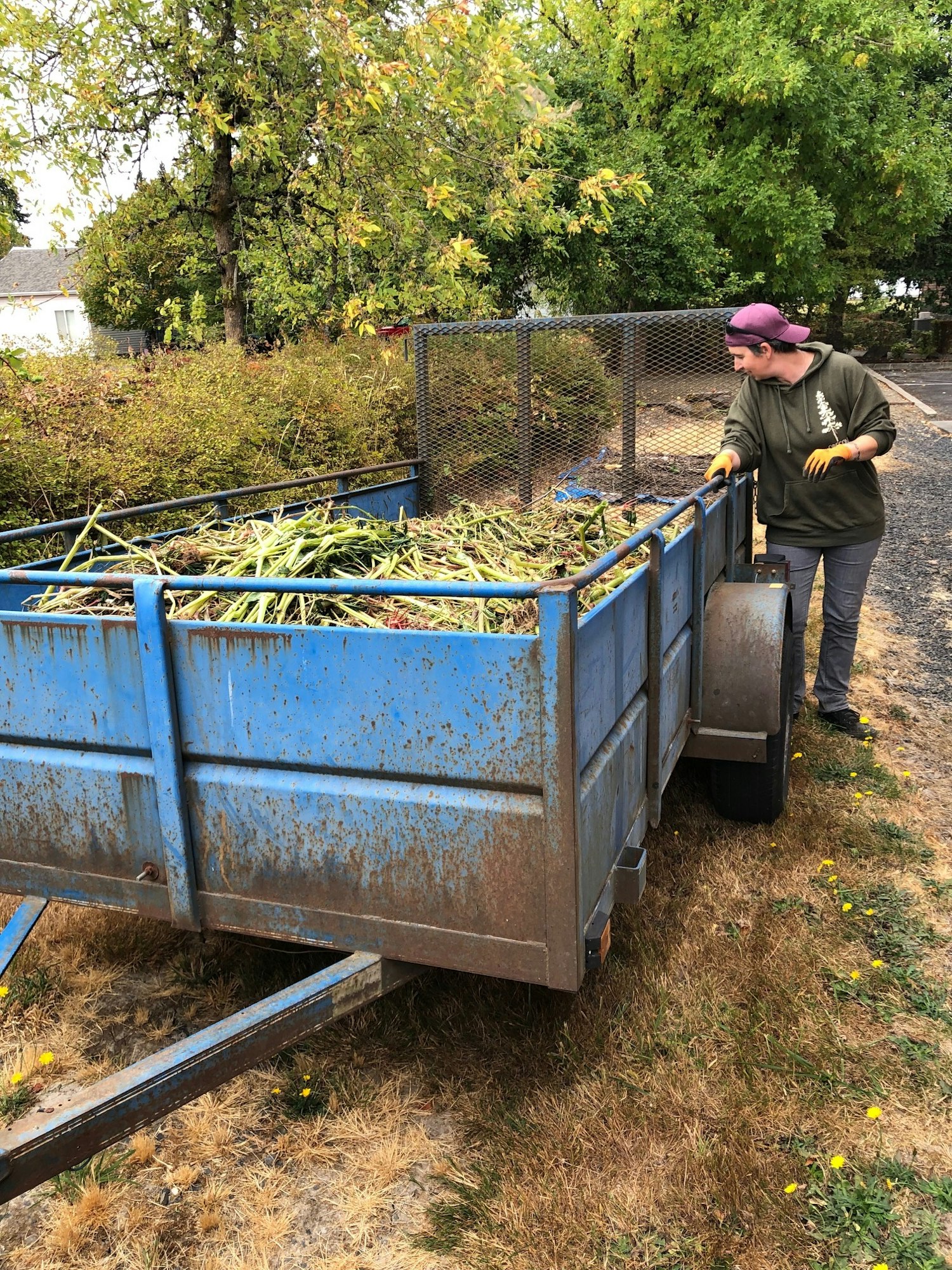 A person is working with a blue trailer filled with green plant materials, surrounded by trees and grassy areas.