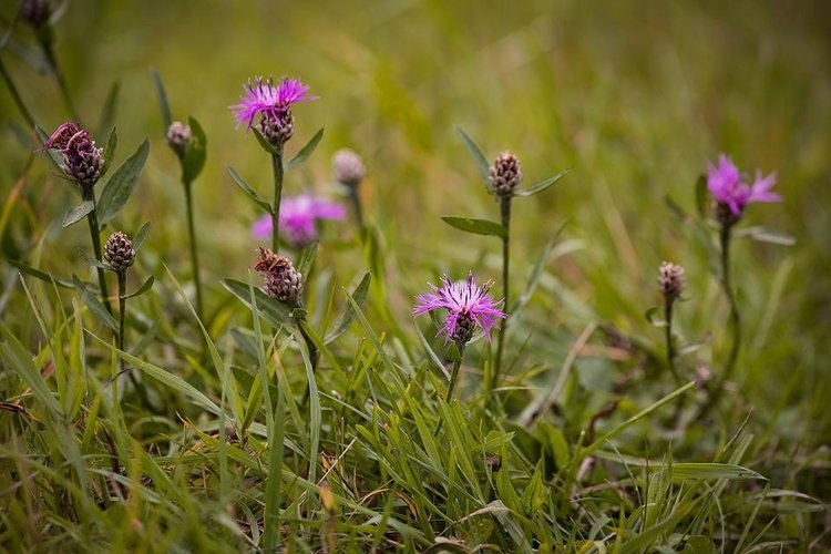 May contain: daisy, flower, plant, grass, purple, petal, vegetation, field, grassland, nature, and outdoors