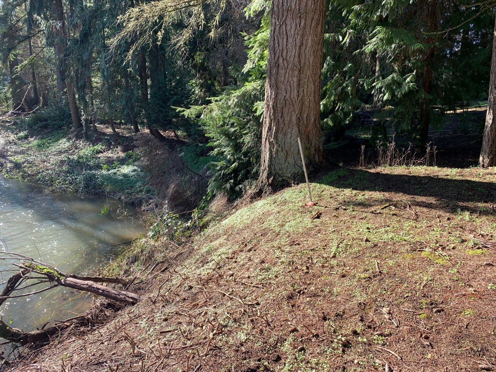 A forest scene with a large tree, a small river, and a red measuring stick in the ground.