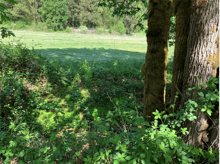 May contain: plant, tree, tree trunk, vegetation, land, nature, outdoors, woodland, field, and grassland
