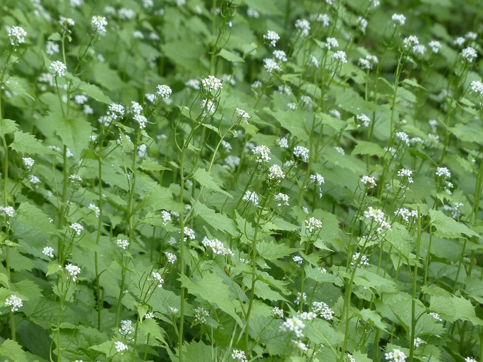 May contain: flower, plant, herbal, herbs, and vegetation