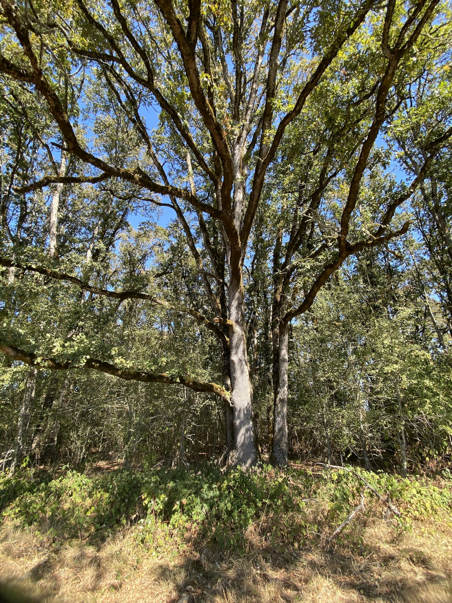 Tall, sprawling trees with dense green leaves under a blue sky in a forest setting.