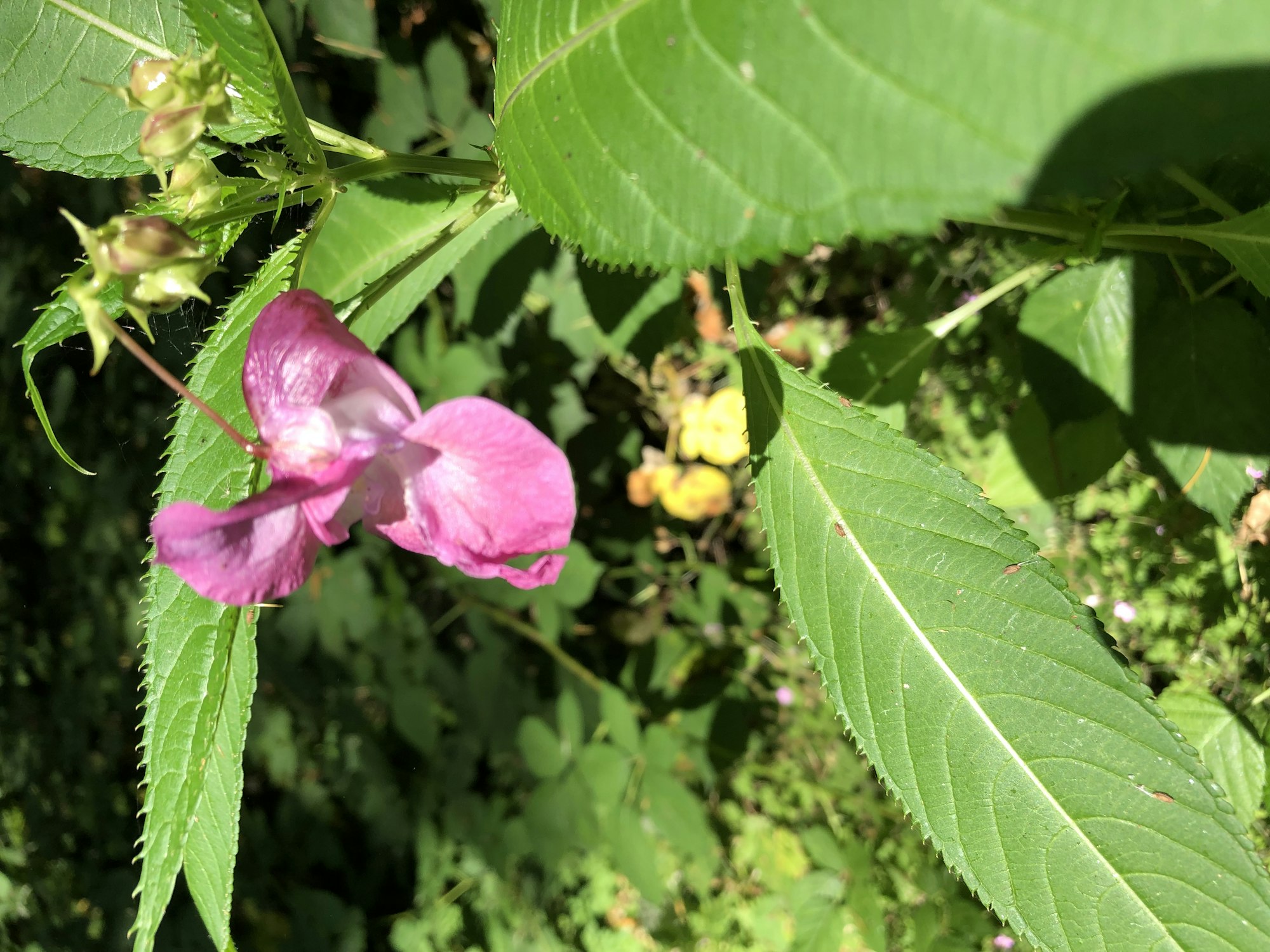 May contain: flower, plant, acanthaceae, petal, geranium, and leaf