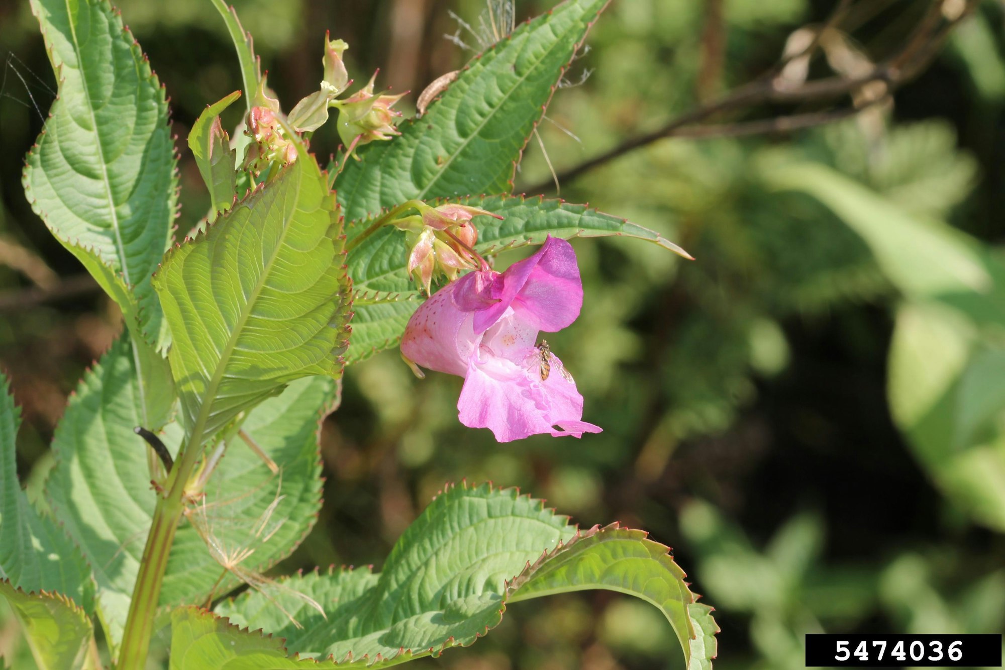 May contain: flower, plant, acanthaceae, and geranium