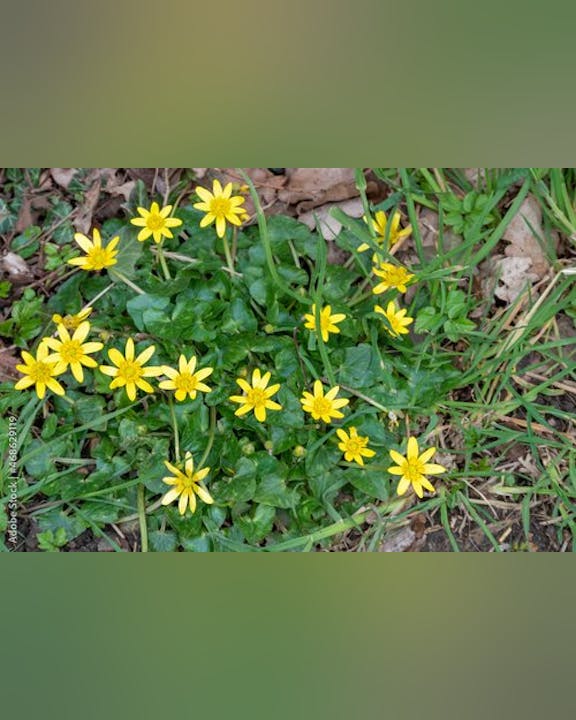 May contain: flower, plant, daisy, leaf, vegetation, and anemone