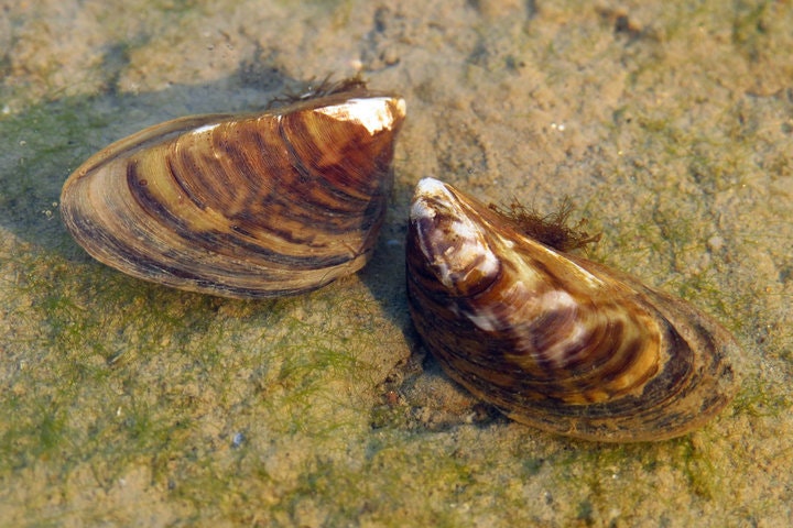Two freshwater mussels resting on a submerged surface covered with algae.