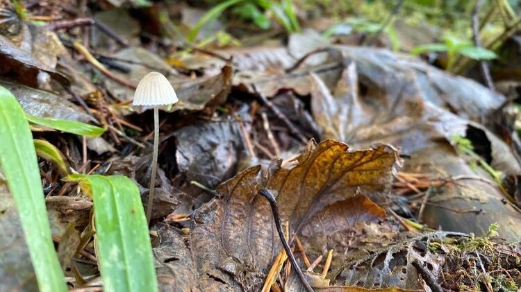 May contain: fungus and plant