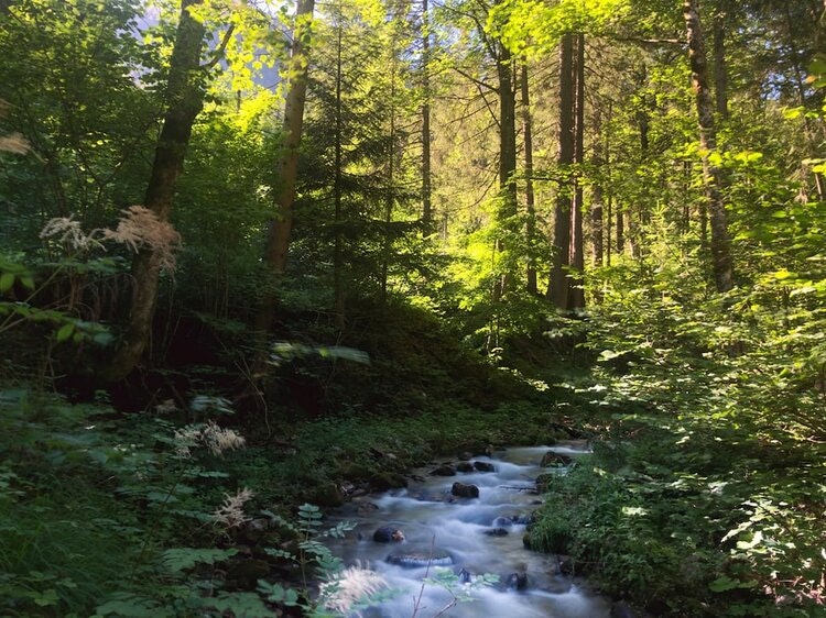 May contain: plant, vegetation, nature, outdoors, stream, water, grove, land, tree, woodland, creek, jungle, rainforest, wilderness, scenery, green, and rock