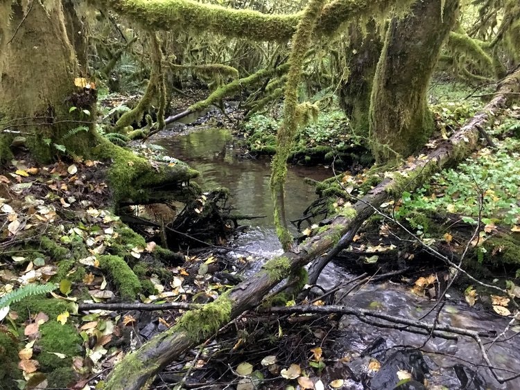 May contain: land, nature, outdoors, plant, rainforest, tree, vegetation, jungle, wilderness, moss, water, woodland, swamp, stream, and creek