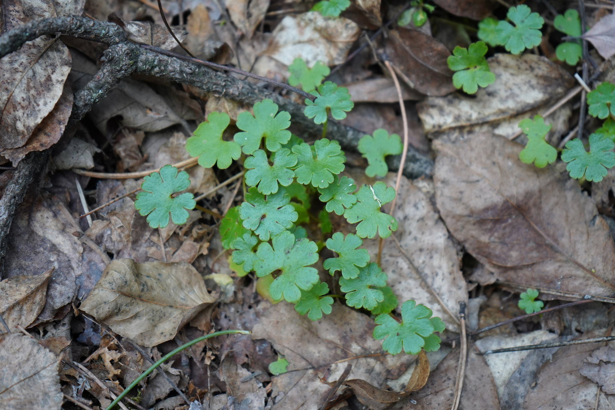 The image shows green clover-like leaves growing among brown, dried leaves and twigs on the forest floor.