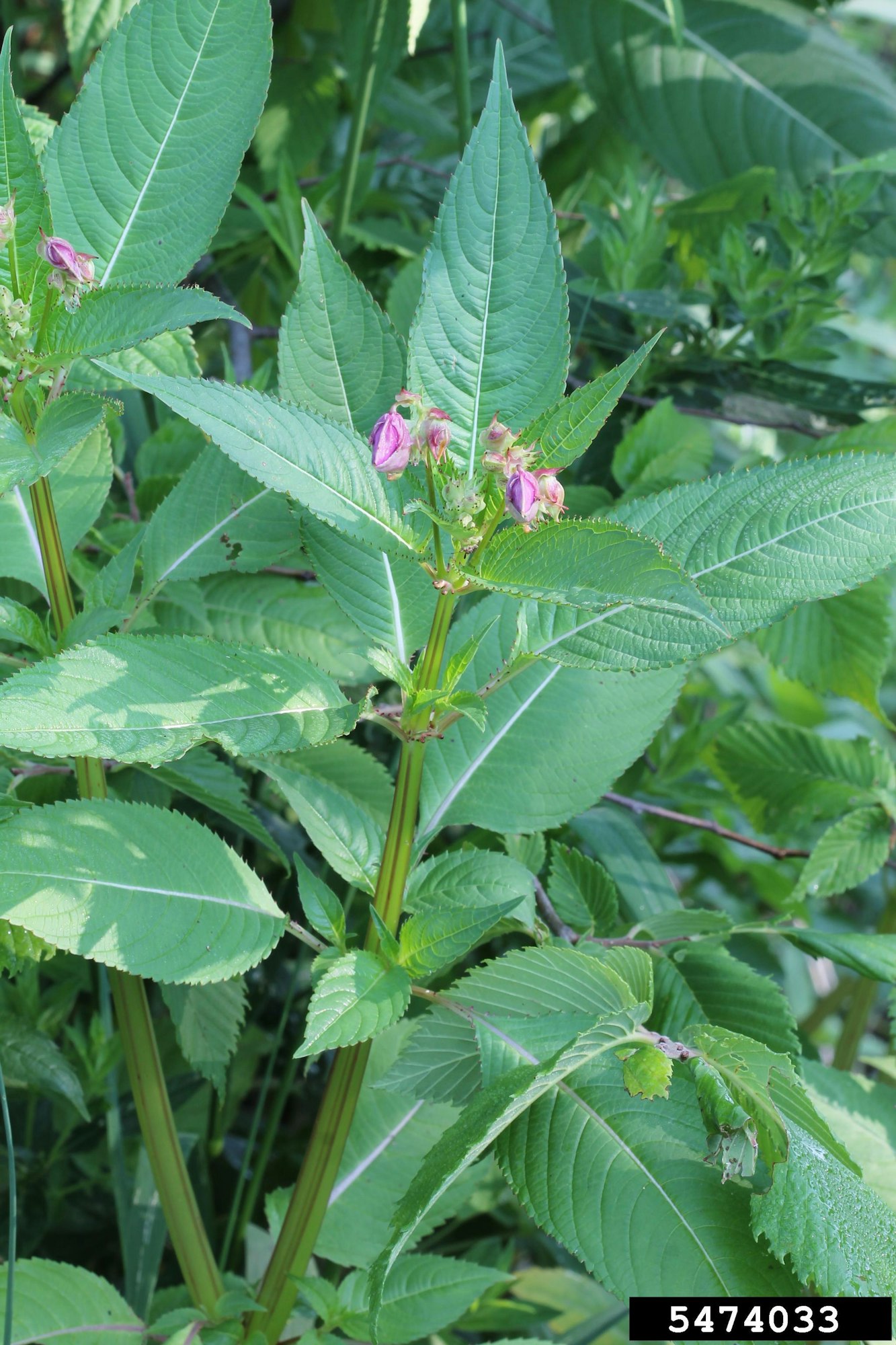 May contain: acanthaceae, flower, plant, leaf, grass, vegetation, herbal, and herbs