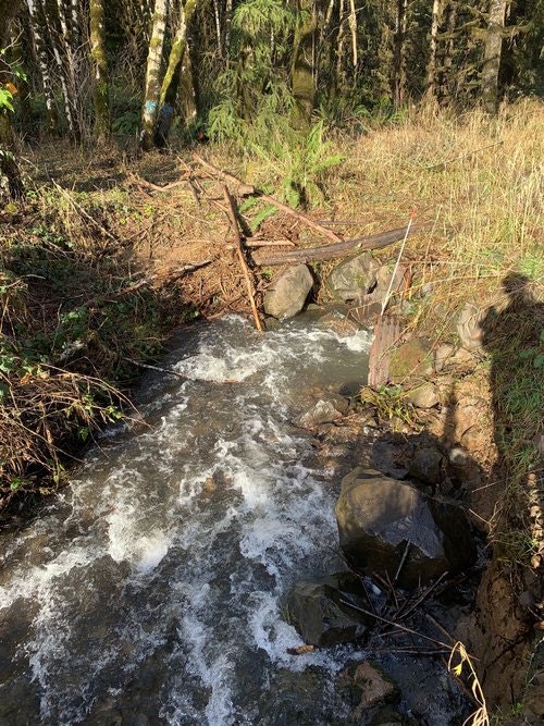 May contain: nature, outdoors, stream, water, creek, plant, vegetation, land, tree, woodland, wilderness, and rainforest
