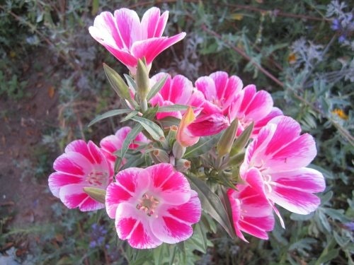 May contain: flower, petal, plant, anther, geranium, and anemone