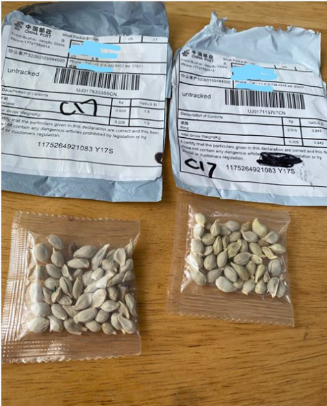 seeds