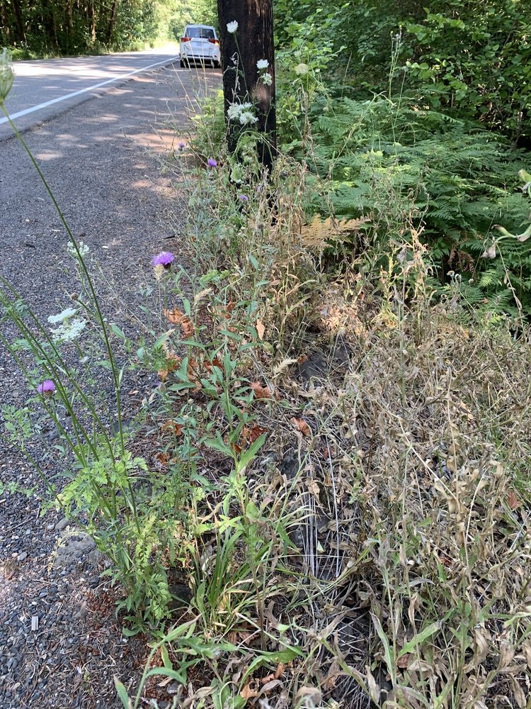 May contain: plant, vegetation, herbal, herbs, grass, land, nature, outdoors, tree, woodland, road, car, transportation, vehicle, and flower