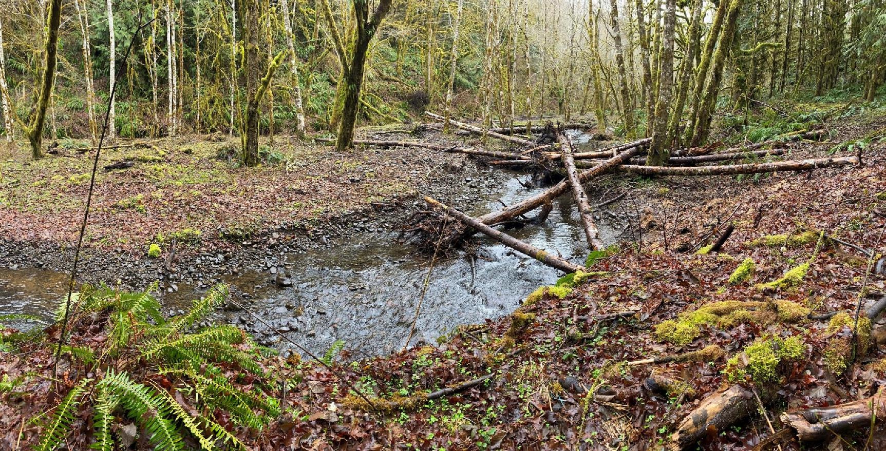A serene forest stream with scattered logs and mossy ground surrounded by trees and ferns.