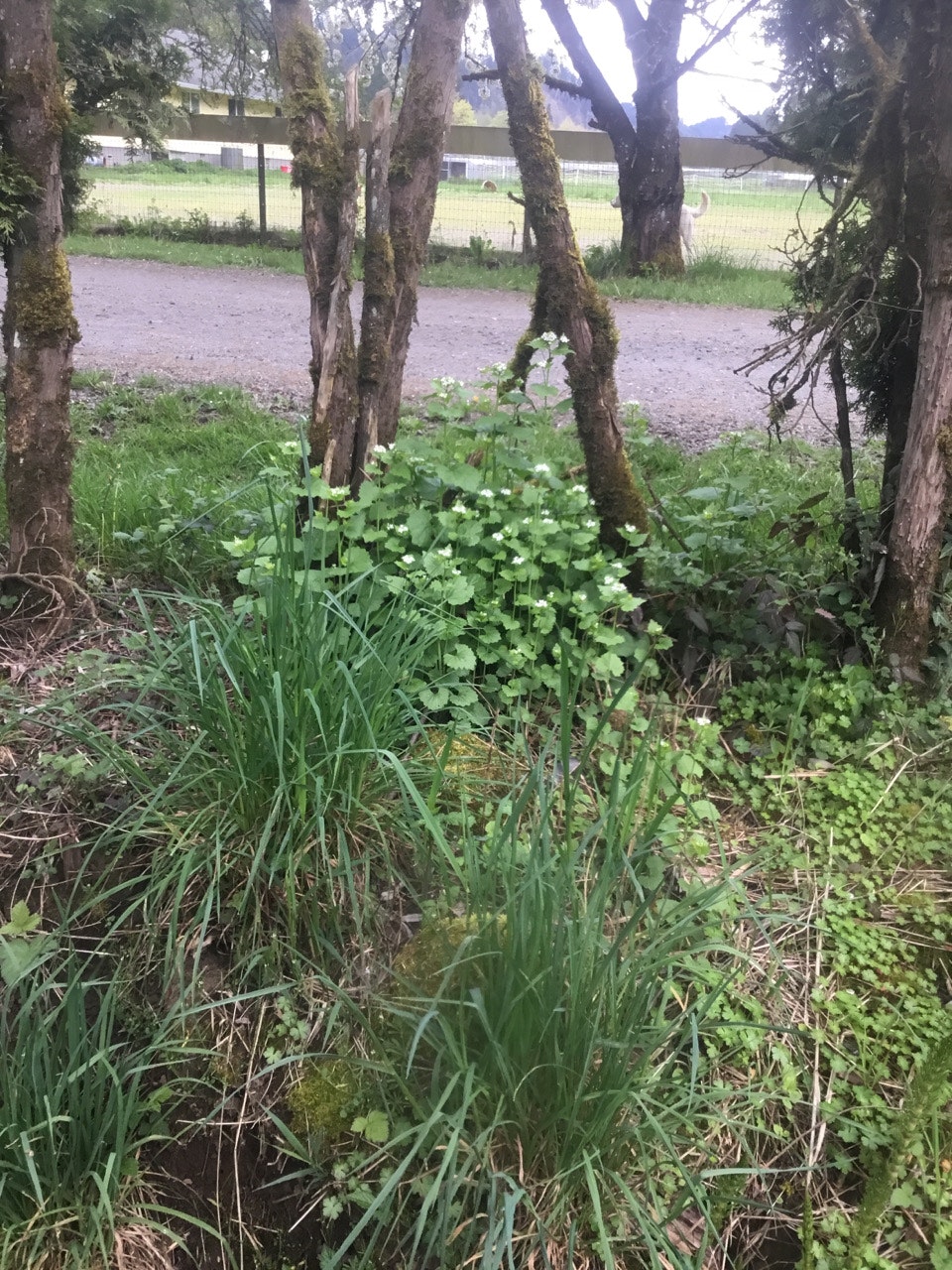 Nature scene with mossy trees, green plants, and a gravel path in the background. (Image is rotated 90 degrees.)