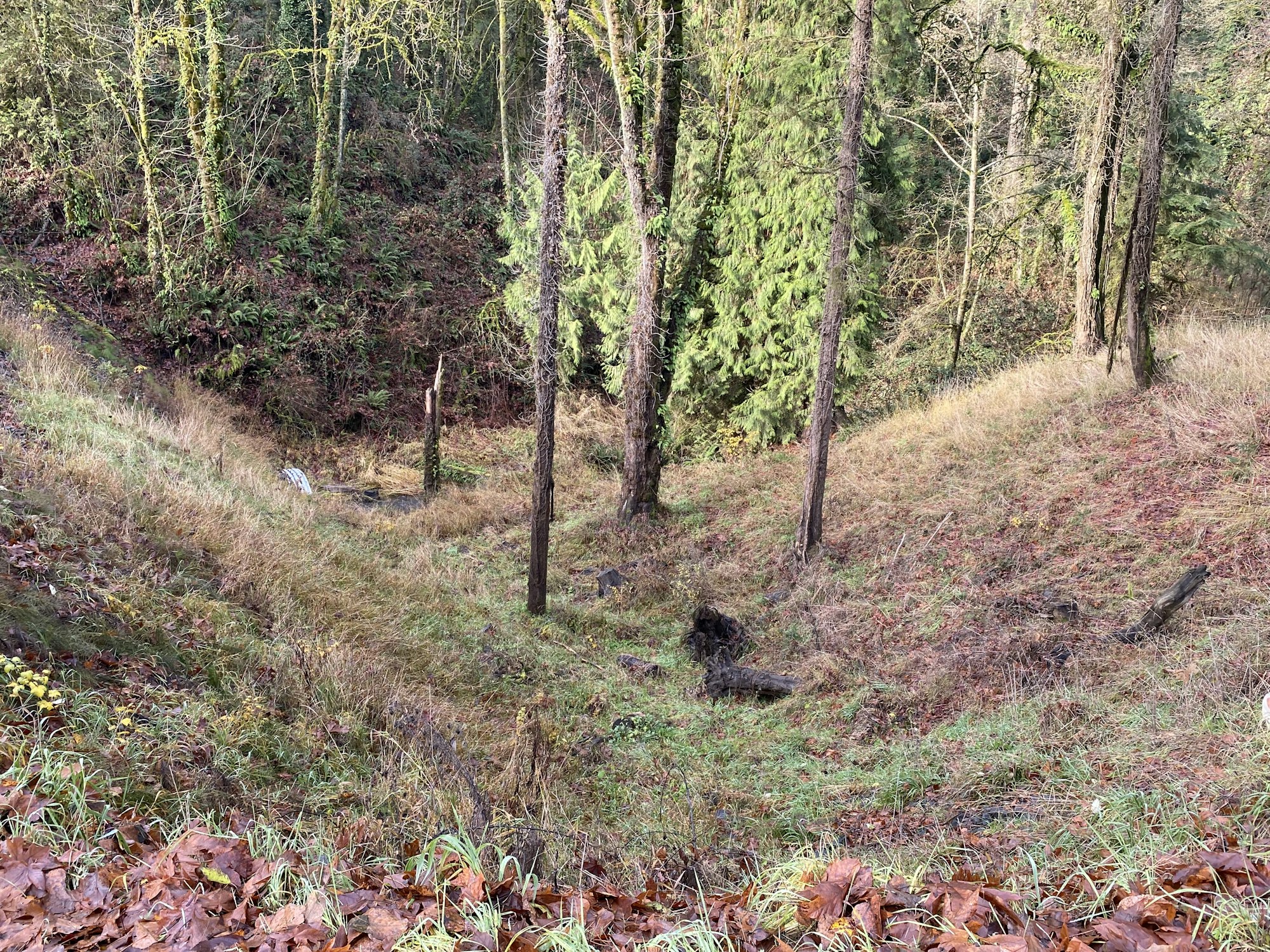 A forested area with tall trees, grassy underbrush, and fallen leaves on the ground.