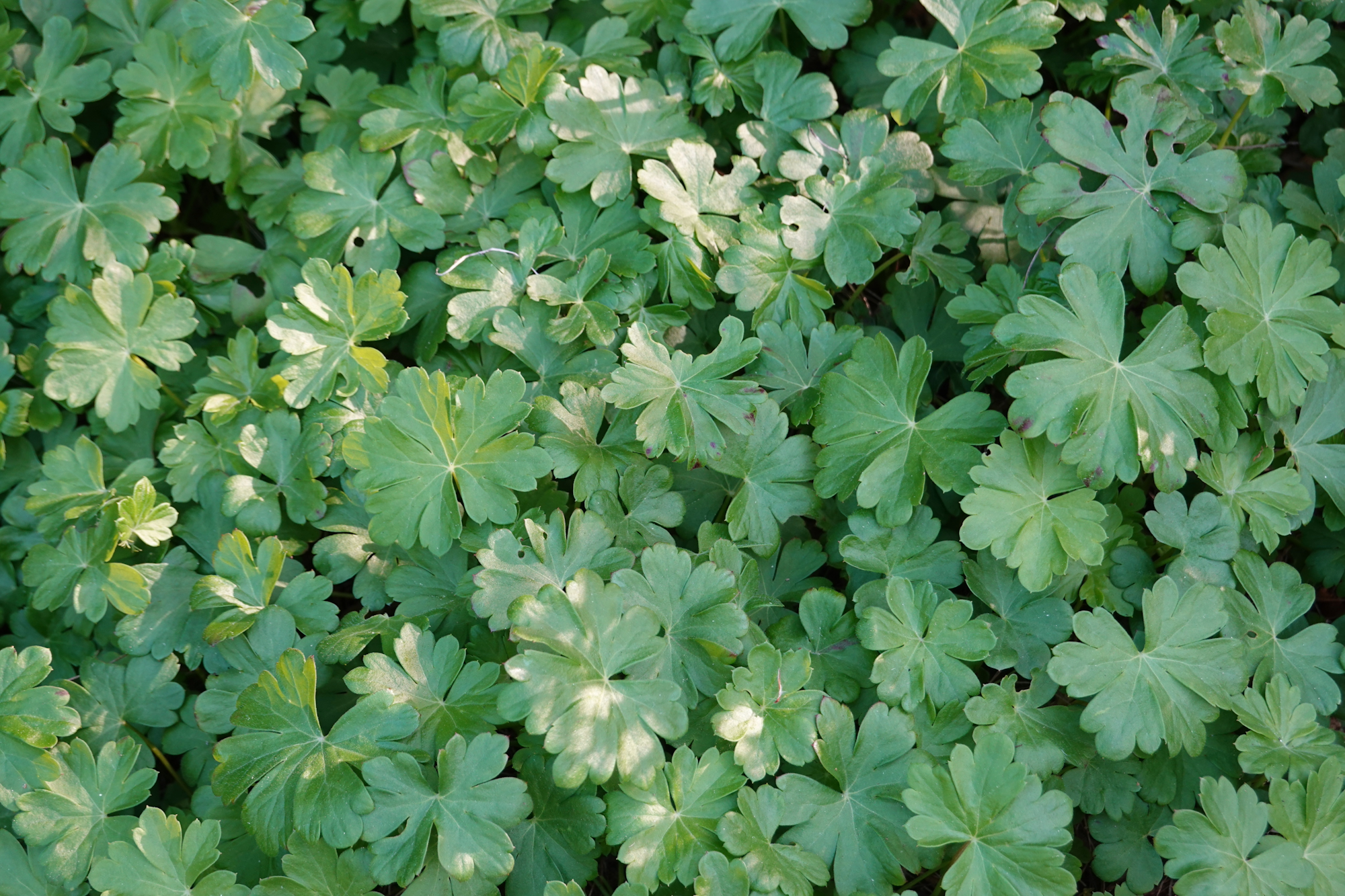 The image shows a dense patch of vibrant green leaves, lush and healthy in appearance, likely from a ground-cover plant.