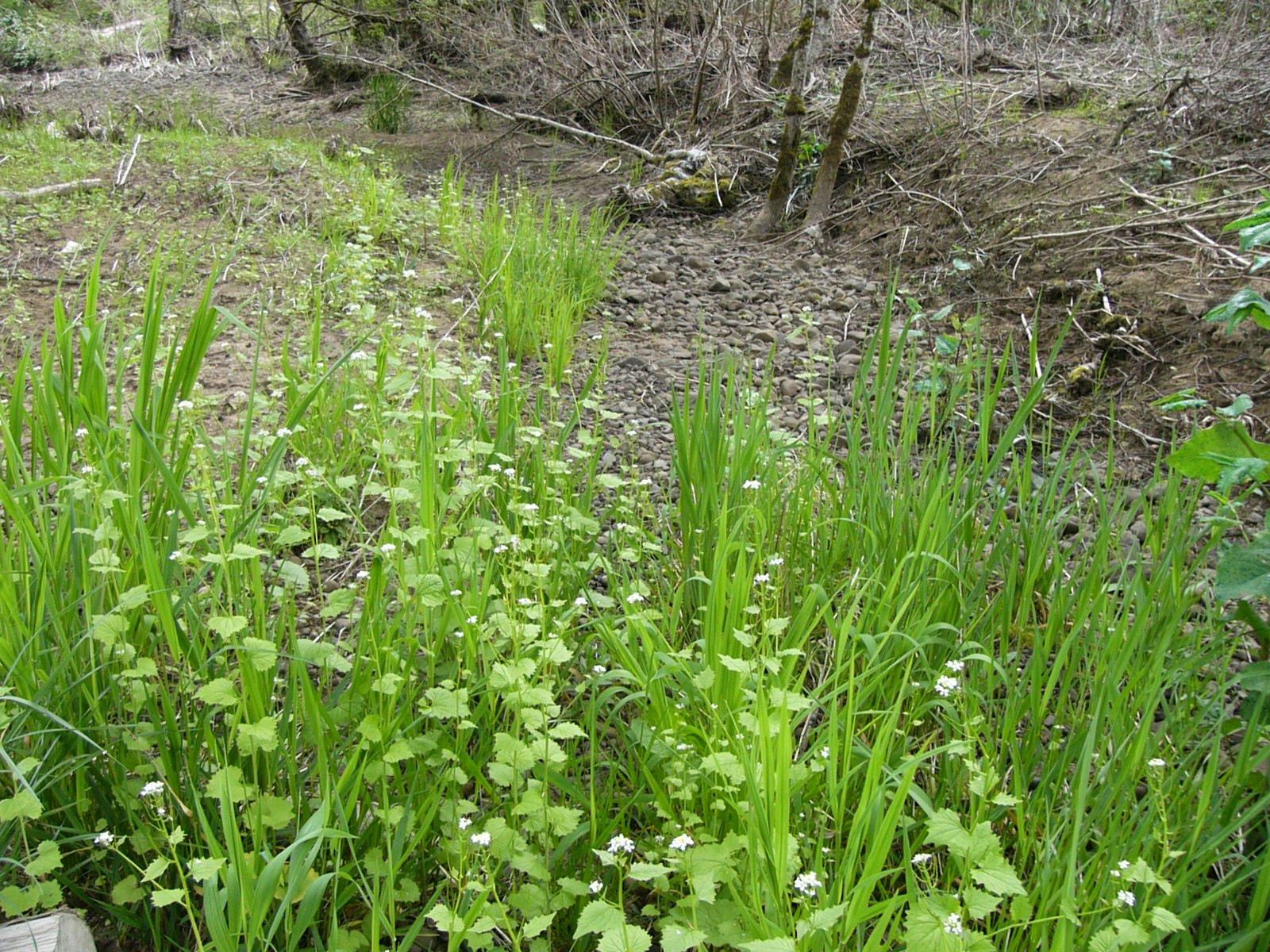 May contain: plant, vegetation, grass, soil, herbal, herbs, land, nature, outdoors, tree, and woodland