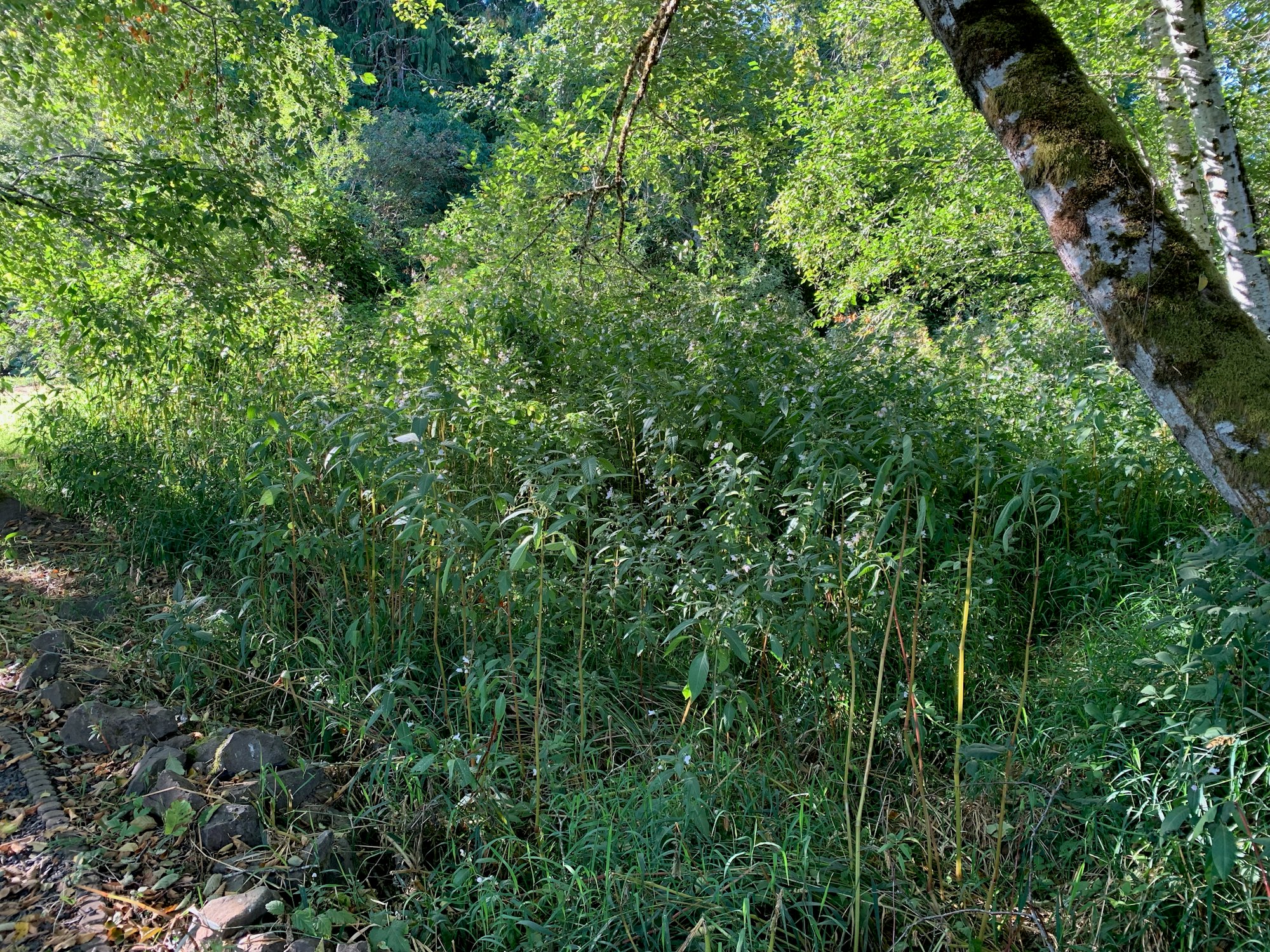 May contain: plant, vegetation, land, nature, outdoors, tree, woodland, and jungle