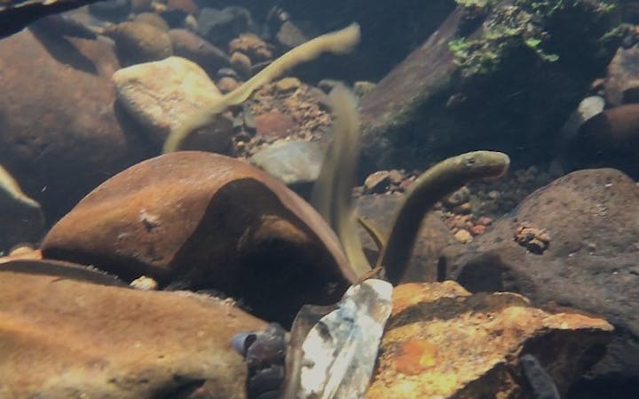 Underwater view of rocks and eel-like creatures in a natural setting.