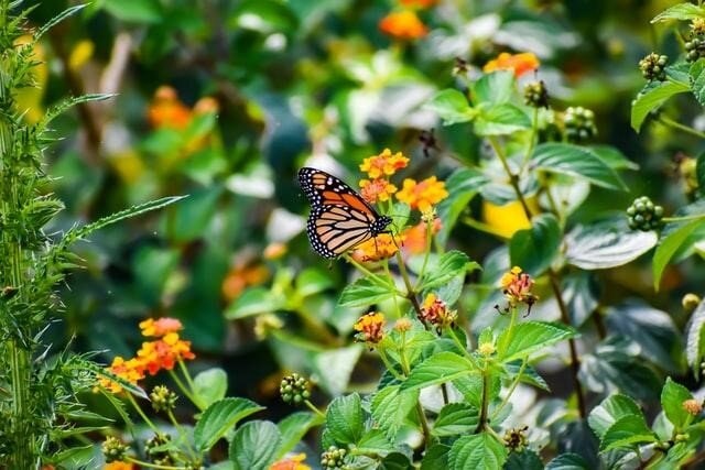 butterfly